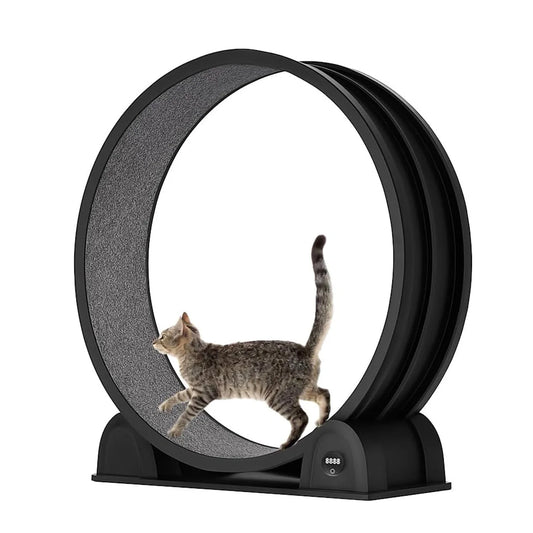 DishyKooker Cat Exercise Wheel With Smart Pedometer For Indoor Running